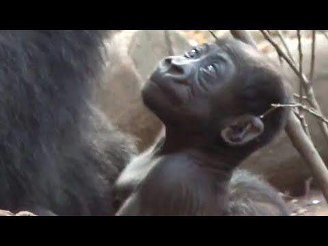 kawaii emoticons #04. cute! Gorilla baby (45 days after birth) at Ueno zoo.ゴリラの赤ちゃんリキ(生後45日)。上野動物園。