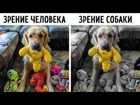 Ваша собака может видеть игрушки, только если они таких цветов