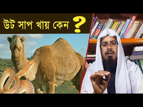 ভিডিও: উট কী খায়