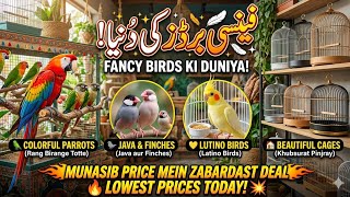 Variety of Parrots, Java, Finches, Budgies, Cockatiels, Latino & Fancy Birds | Munasib Price Par