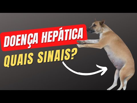 Vídeo: Como você pode saber se seu cão tem problemas no fígado?