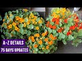 How to Grow Nasturtium from Seeds n Get MAXIMUM Flowers