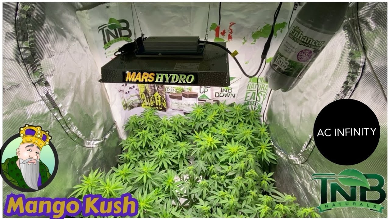 Mars Hydro Cup Winner?  Mars Hydro TS 10000  Crop King Seeds Mango Kush  Week one of flower