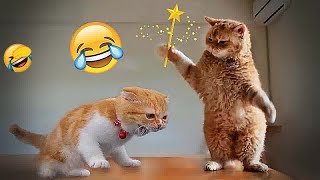 🐱🤣 You Laugh You Lose Dogs And Cats 🐱😘 Funny And Cute Animal Videos 2024 # 9