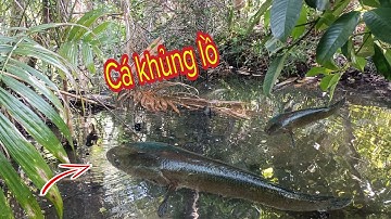 Câu Cá Lóc Miền Quê Quá Khủng | Ốc Gạo miền tây