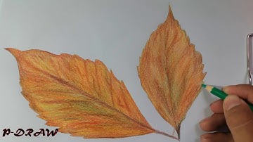 How to Draw & Shade a Leaf (Sketching Practice Tutorial) 2017