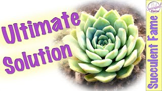 Ultimate Solution to Succulent Deaths Due to Overwatering