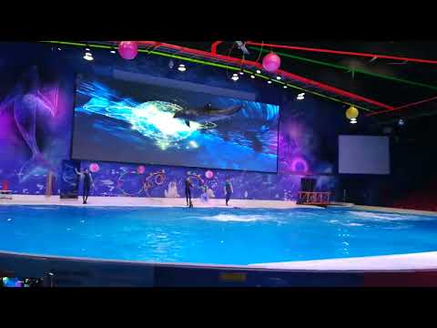 at Dubai children's City – dolphins show