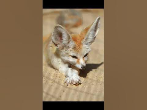 фенек милый) #shorts #wildcraft #реальнаяжизнь #фенек - YouTube