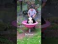 The Pettiest Panda You’ll Ever See #animals #funny