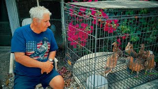 Young Meulemans for Sale