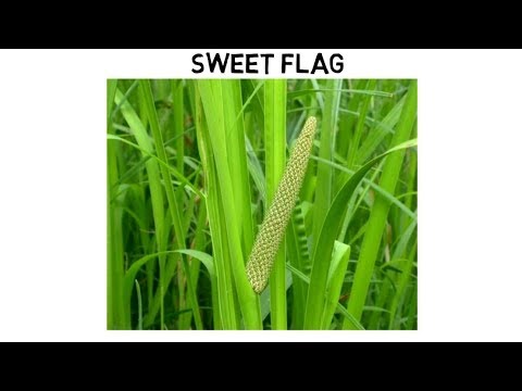 Sweet Flag  | Medical Use and How to Use