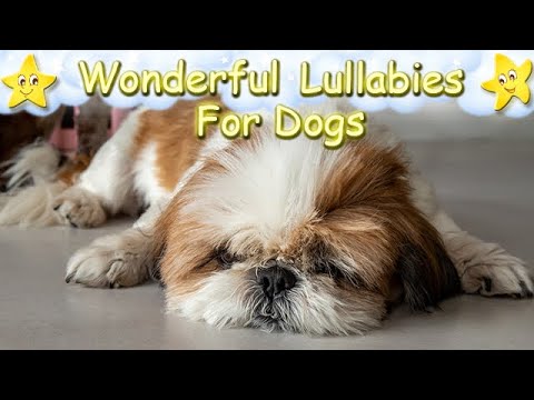 Video: Kuidas lemmiklooma vedu