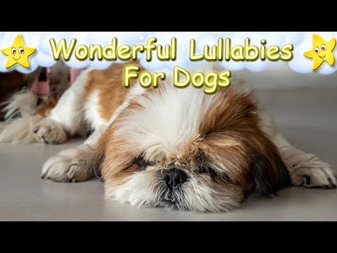 Video: Juuste kaotus Chihuahuas