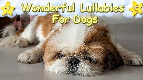 Super Relaxing Music For Shih Tzu Dogs And Puppies ♫ Relax Your Pet ♥