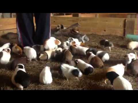 Massive Herd of Crazed Guinea Pigs! - YouTube