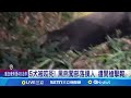 黑熊侵犯事件