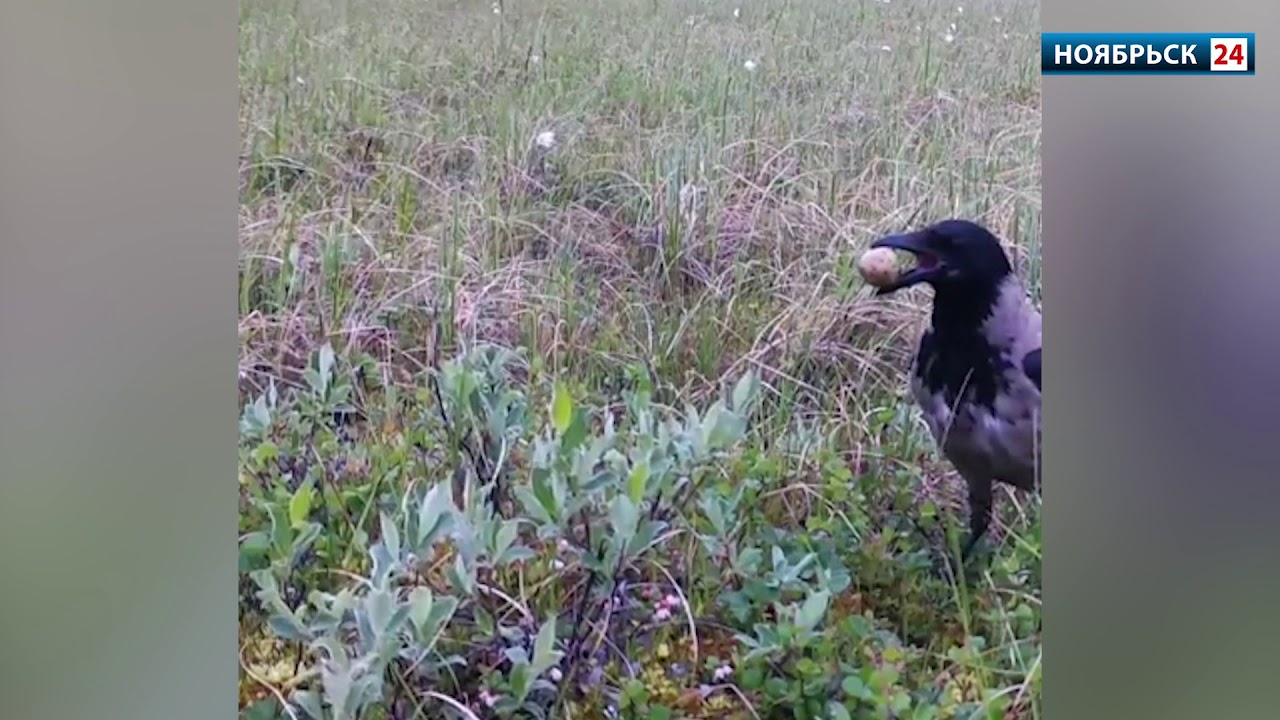 Нашествие воронов. Ворона в тундре. Ямал ворона. Вороны в тундре. Ворона в ЯНАО.