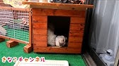 カインズ公式tv 木製犬舎の組み立て方 コテージ調 Youtube カインズ公式tv 木製犬舎の組み立て方 コテージ調 Youtube