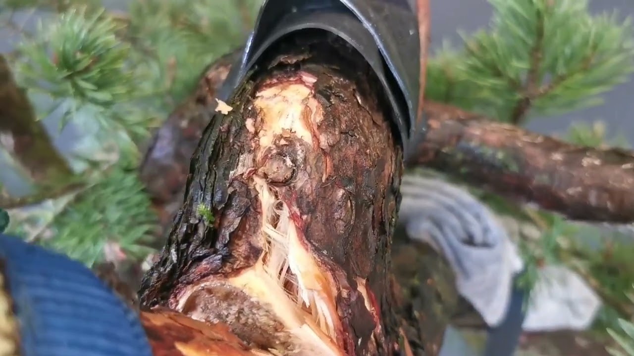 TECHNIQUE pour PLIER un YAMADORI