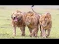 مملكة الأسود ناشونال جيوغرافيك 