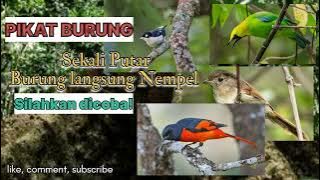 BUKTIKAN❗ Mix Suara Pikat Burung Paling Diminati ||MANTENAN GUNUNG |CUCAK RANTING |KOLIBRI