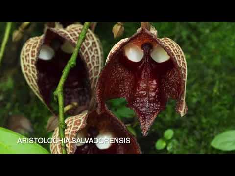 Videó: Aristolochia Darth Vader Plant – Ismerje meg a Darth Vader Pipevine Flowers-t