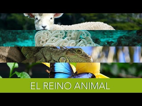 Video: ¿Qué define al reino animal?