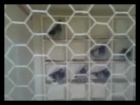 Thugs launch attack on pigeon lofts