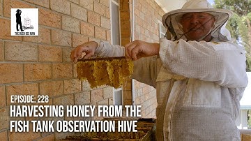 Harvesting Honey from the Fish Tank Observation Hive - The Bush Bee Man