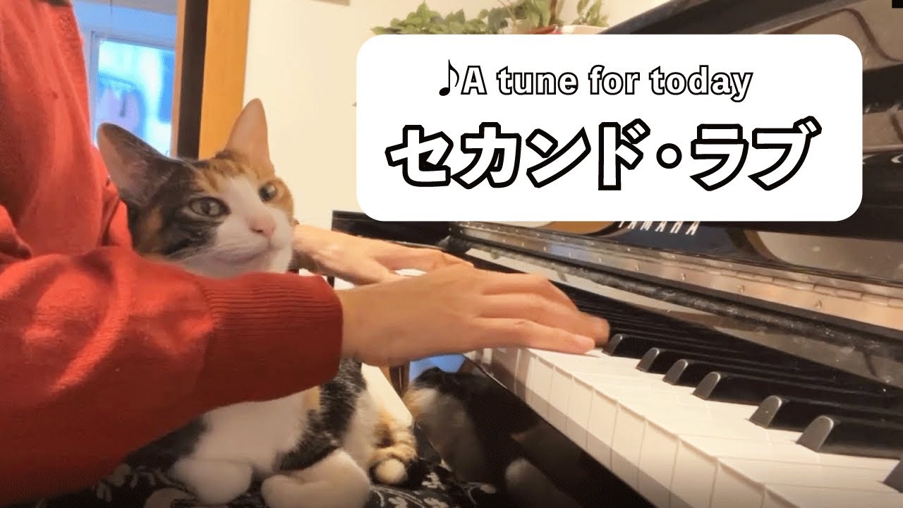 セカンド ラブ 中森明菜 耳コピ ピアノ 可愛い猫 リラックスbgm 睡眠導入 精神科医が奏でるピアノ Piano Cover Played By A Psychiatrist Youtube