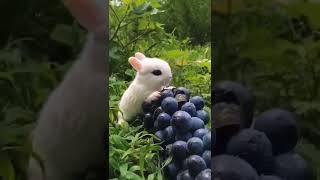 Cute Baby Rabbit Eating #short #shorts #rabbit #bunny #animal #viralvideo #viral #animals #pets #pet