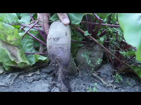 वीडियो: नमकीन मिट्टी: मिट्टी में नमक से छुटकारा कैसे पाएं