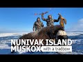 Nunivak island muskox hunt with a trad bow  outdoors international