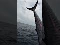 Stay tuned full video ! Trip tuas tengah with NOSH Fishing Charter
