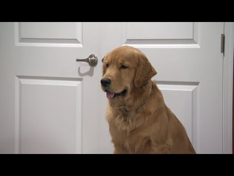 Video: 3.000 Golden Retrievers paving vägen för cancerforskning