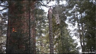 Dr  John Gathright Giant Sequoia Preservation Project