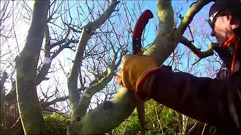 apple tree pruning