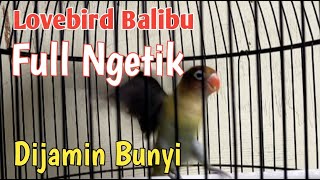 Lb Balibu Ngetik || MASTERAN SUARA LOVEBIRD FULL NGETIK, Pancingan Lovebird Balibu Merangsang Bunyi