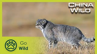 Grasslands | China Wild 1/5 | Go Wild by Go Wild 18,081 views 10 days ago 50 minutes