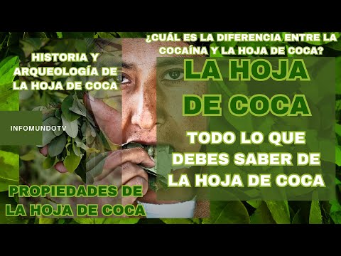 Video: ¿Qué es esta planta de coca? Arbusto de coca: donde crece, descripción