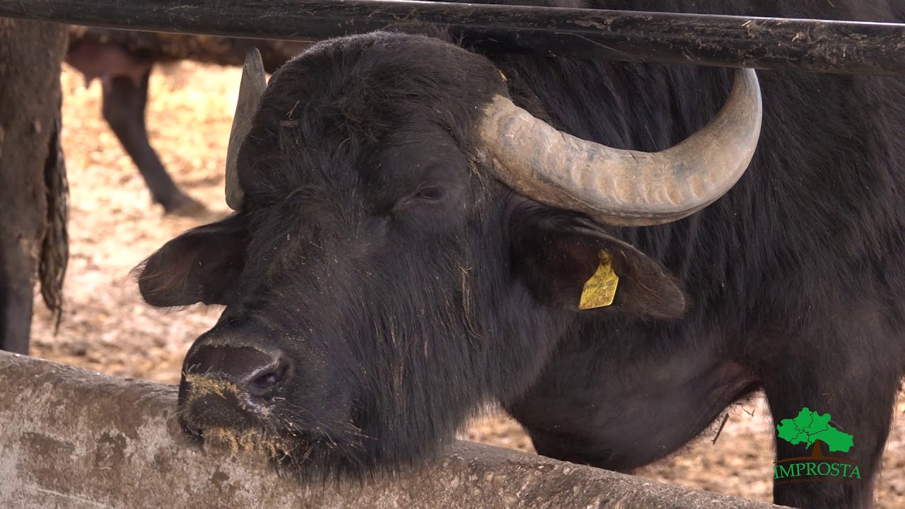 Corso Unina - Dipartimento medicina veterinaria - Azienda Improsta