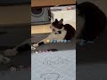 ビニールを前に…とるならちゅーるよこせにゃん！【猫のちゅうた】#cat #猫 #保護猫 #shorts