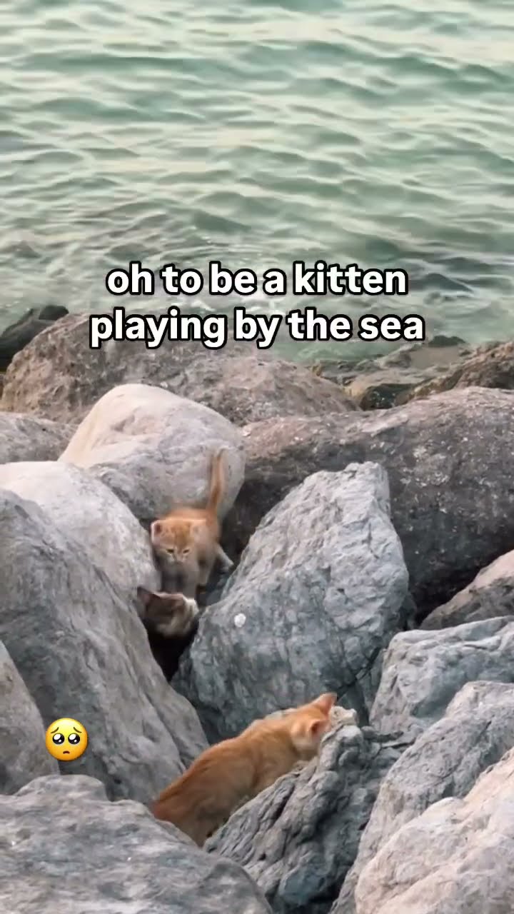 It must be nice being a Kittyo by the sea foreal