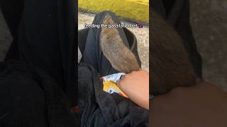 Feeding the gas station Rat