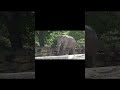 Elephant Bull Voi Nam,Elefantenbulle Voi Nam,Zoo Leipzig,Zoo Videos Germany 1