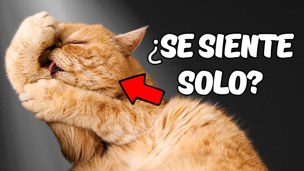 ¿Tu Gato está DEPRIMIDO? Descubre las Señales Antes de que Sea Tarde