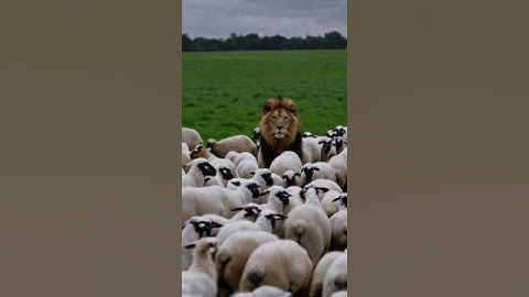 A lion surrounded by a flock of sheep, looking hilariously confused! #Sora #AI #OpenAI