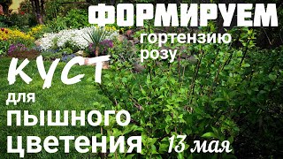 Чтобы ЗАЦВЁЛ каждый побег ГОРТЕНЗИИ и РОЗЫ 💐 СДЕЛАЙТЕ - это СЕЙЧАС 👍 ОБЗОР сада 13 мая 💐