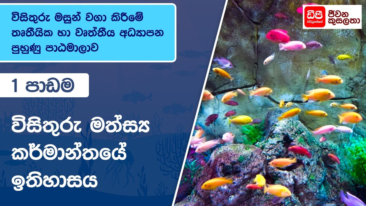 විසිතුරු මත්ස්‍යය කර්මාන්තයේ ඉතිහාසය
